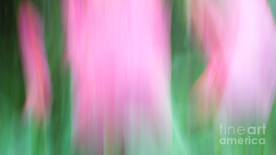 Flower Photograph - Spring Tulips Motion Blur Abstract by Edward Fielding
