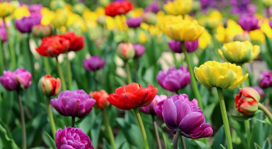 Spring Tulips of Beauty Photograph by Rosanne Jordan - Fine Art America