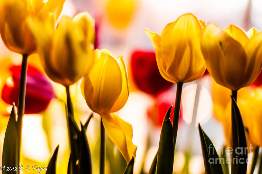 Spring Tulips Photograph by Pamela Taylor