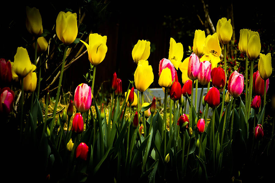 Spring Tulips Photograph by Ron Roberts