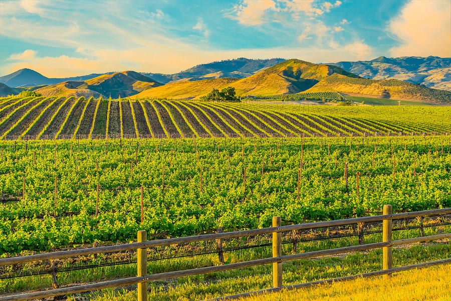 Spring vineyard in the Santa Ynez Valley Santa Barbara, CA Photograph by Ron_Thomas