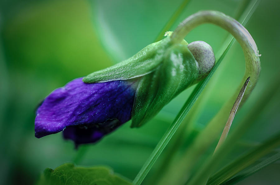 Spring Violet Photograph by Rick Bartrand