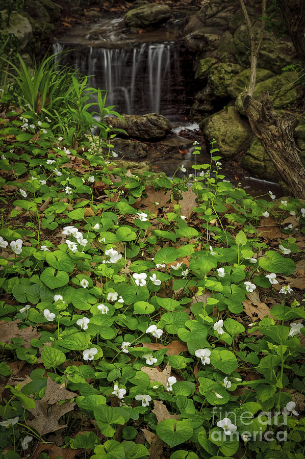 Spring voilets near creek Photograph by Elena Elisseeva