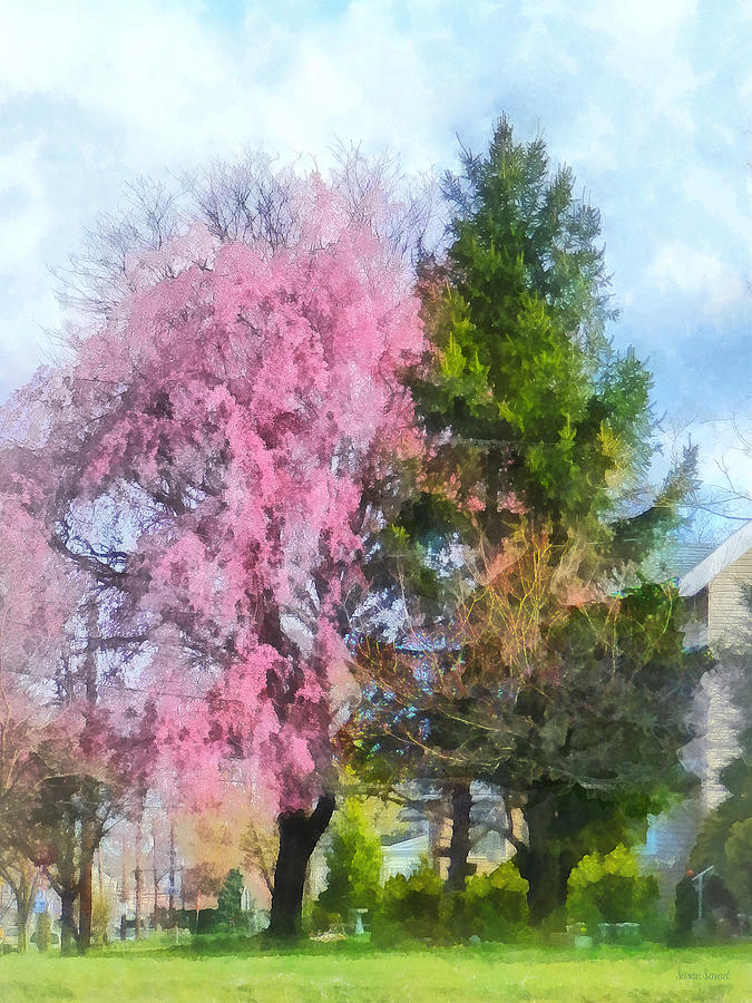 Spring - Weeping Cherry and Evergreen Photograph by Susan Savad