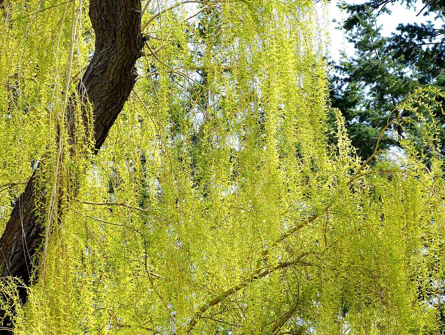 Nature Photograph - Spring Weeping Willow by Will Borden