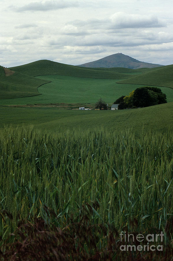 Spring Wheat in the Palouse Photograph by Sharon Elliott