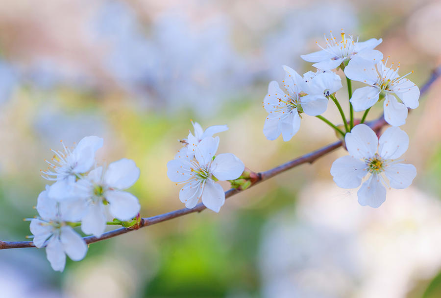 Spring Whisper Photograph by Jenny Rainbow