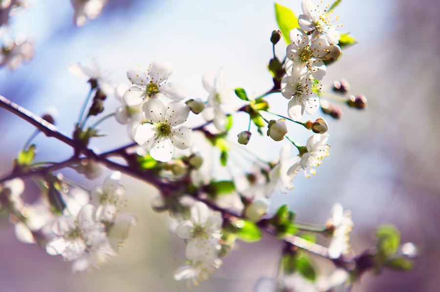 Spring White Cherry Tree Photograph by Jenny Rainbow | Fine Art America