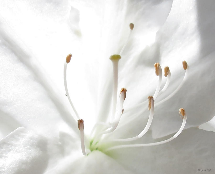 Spring White Photograph by Deborah Smith