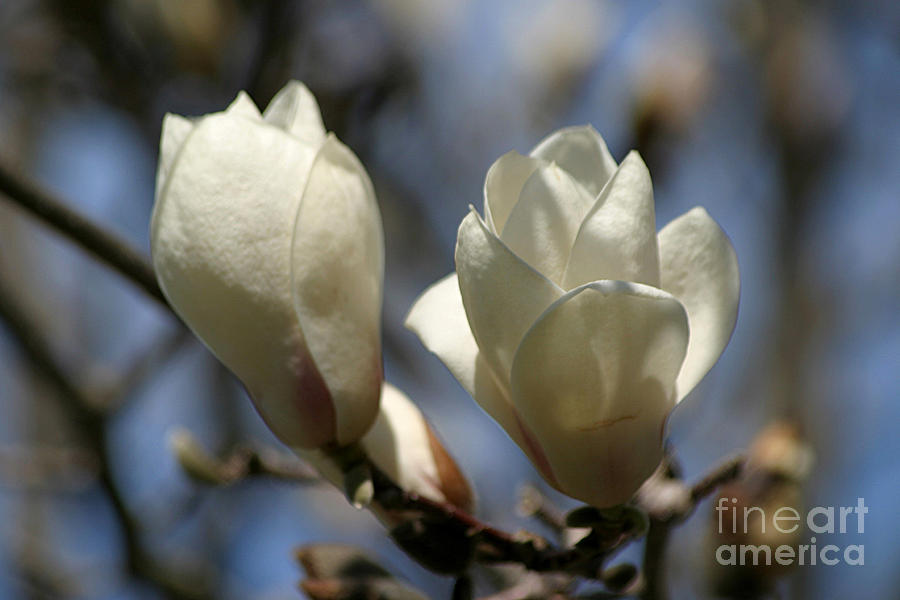 Magnolia Movie Photograph - Spring White by Living Color Photography Lorraine Lynch