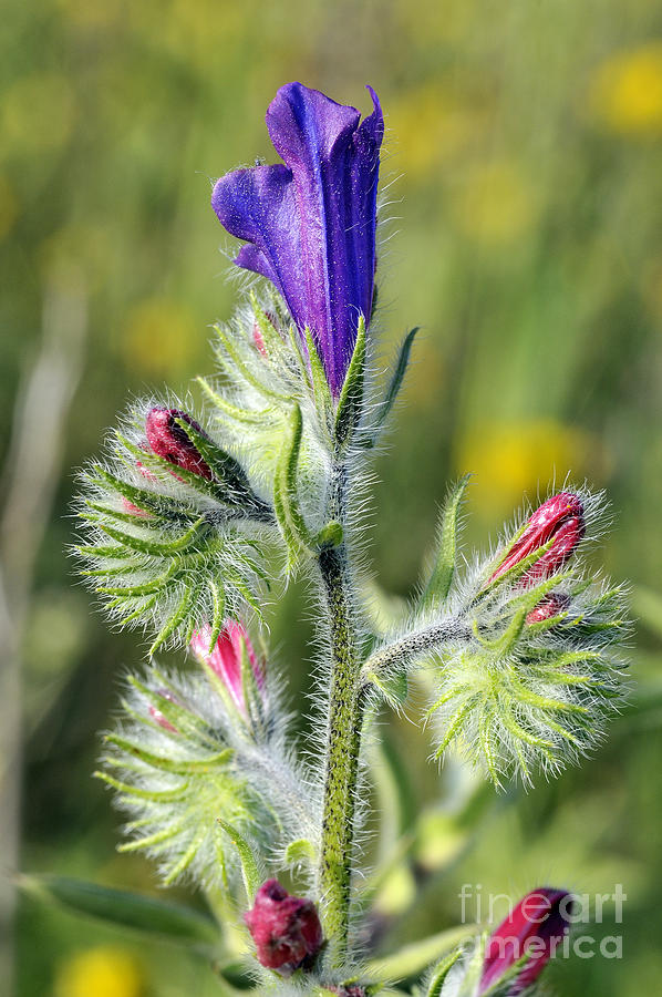 Wildflower Photograph - Purple vipers-bugloss wild flower by George Atsametakis