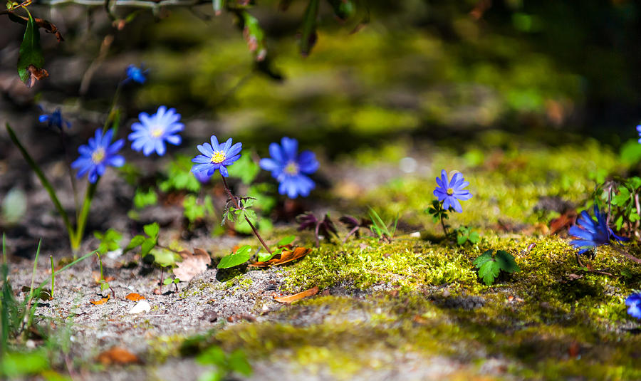 Spring Wild Flowers Photograph by Jenny Rainbow
