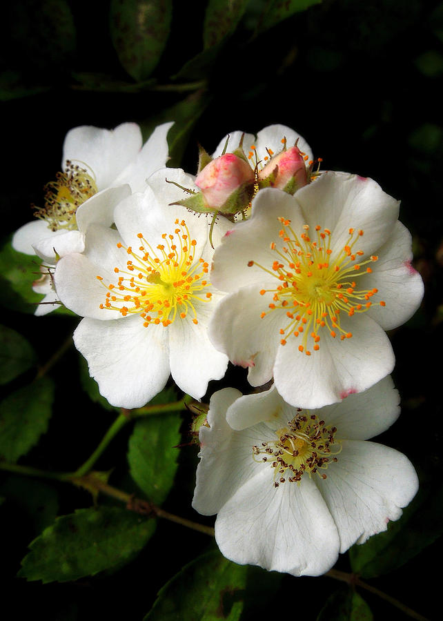 Spring Wild Roses - card Photograph by Pete Trenholm