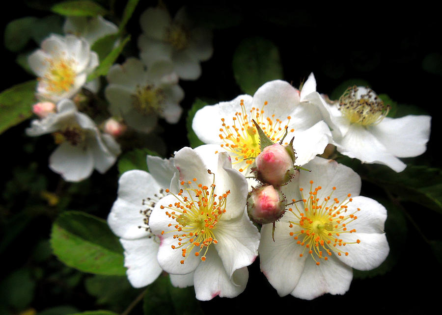 Spring Wild Roses Photograph by Pete Trenholm
