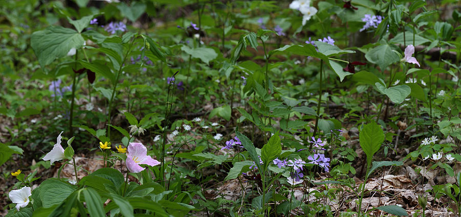 Spring Wildflowers Along Panther Branch Trail Frozen Head Tennessee State Park Tennessee Photograph by Daniel Reed