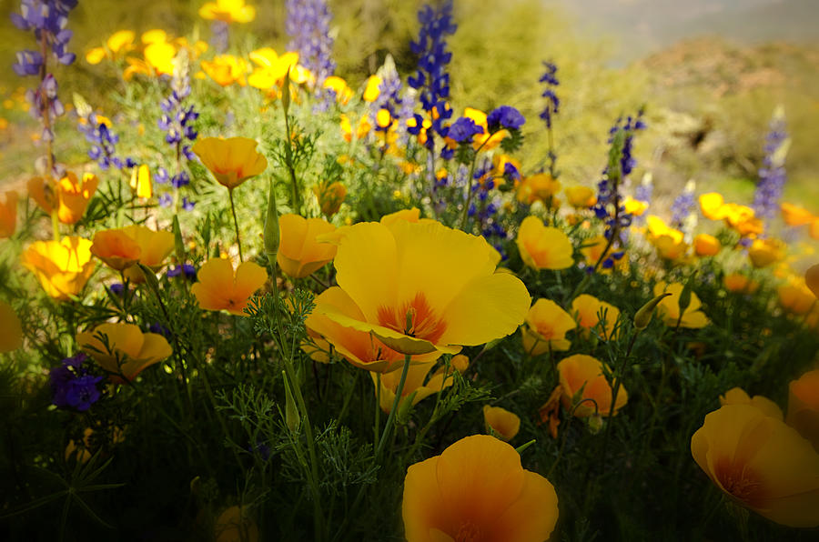Spring Wildflowers Photograph by Saija Lehtonen