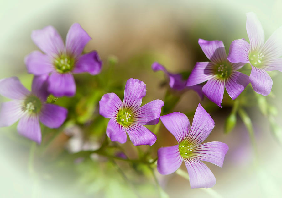 Flower Photograph - Spring Wildflowers by Stephen Anderson