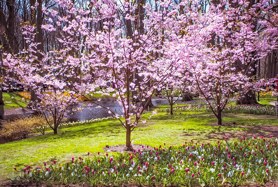 Spring Photograph - Spring Wonderland. Garden Keukenhof. Netherlands by Jenny Rainbow