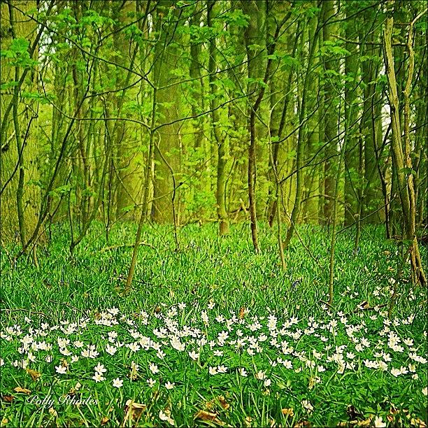 Spring Wood Anemones #tree_captures Photograph by Polly Rhodes