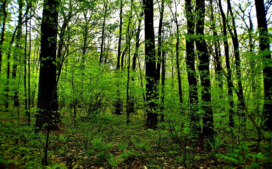 Spring Wood Photograph by Marysue Ryan