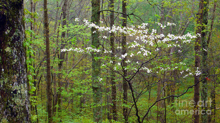 Spring Photograph - Spring Woodland Dogwood in Bloom by Thomas R Fletcher