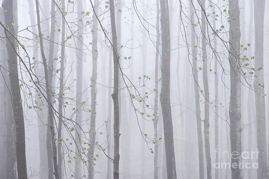 Spring Woodland Fog 1 Photograph by Alan L Graham