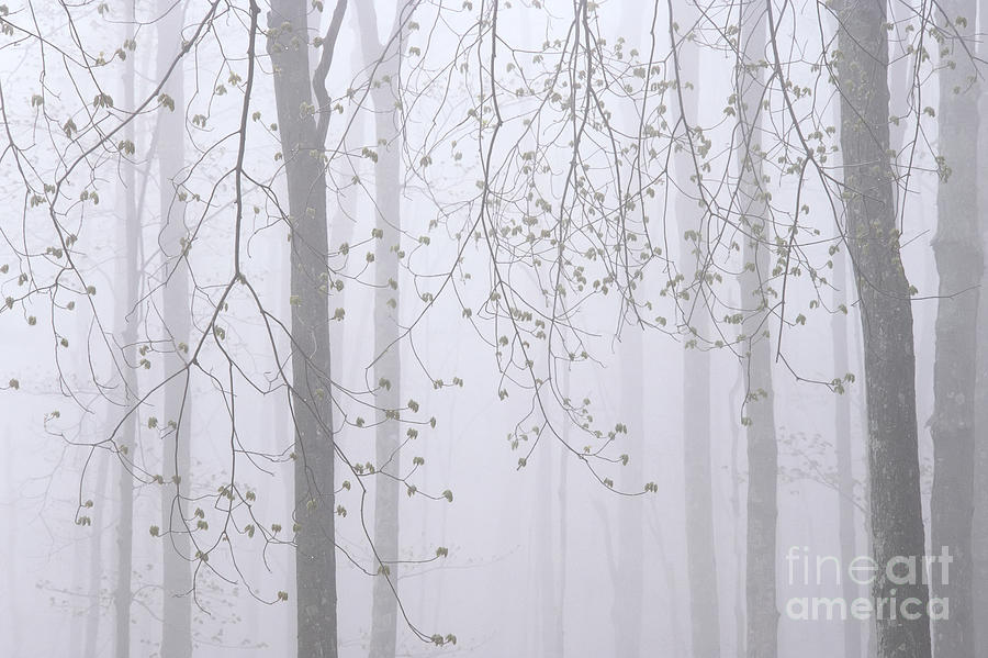 Spring Photograph - Spring Woodland Fog 2 by Alan L Graham