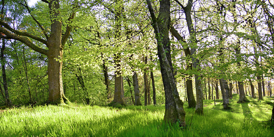 Spring Woodland Photograph by Kathy Collins