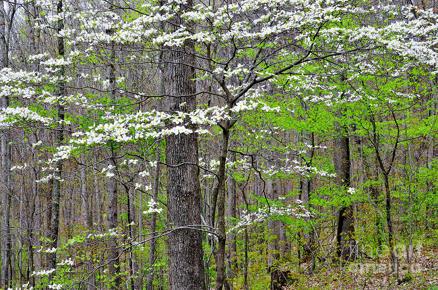 Spring Woodland with Dogwood in Bloom Photograph by Thomas R Fletcher ...
