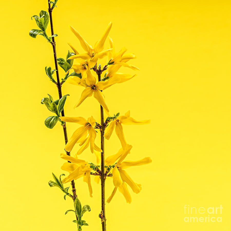 Spring Photograph - Spring forsythia on yellow by Elena Elisseeva