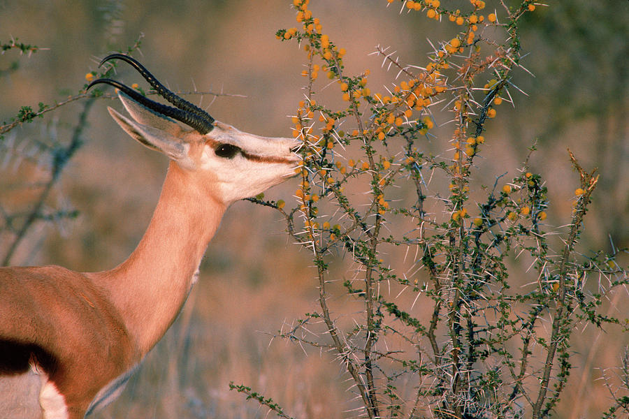 springbok-eating-namibia-photograph-by-robert-caputo-pixels