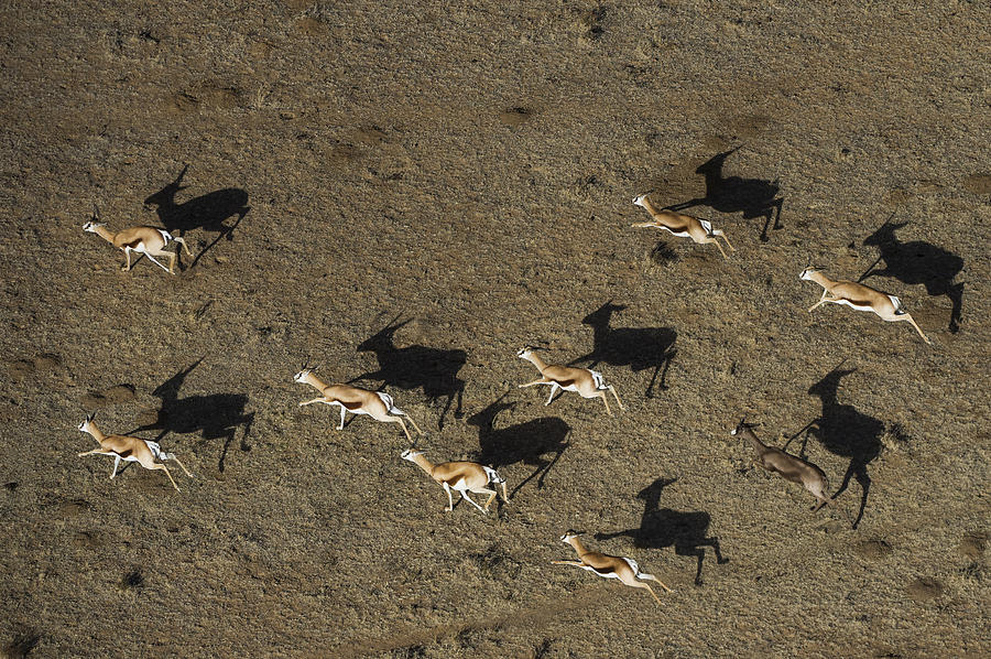 Springbok Herd Great Karoo South Africa Photograph by Pete Oxford