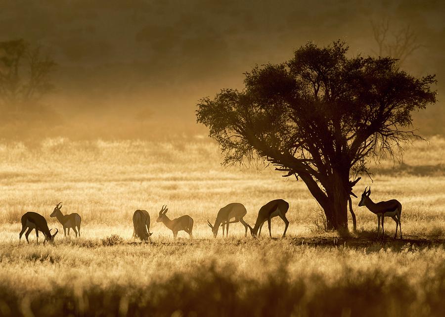 Springbok Herd In The Kalahari At Dawn Photograph by Tony Camacho/science Photo Library