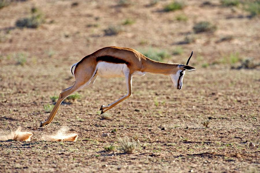 Springbok Leaping Photograph by Tony Camacho/science Photo Library