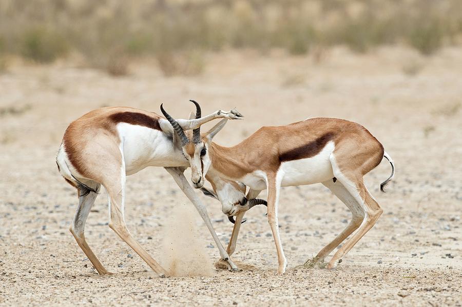 Animal Photograph - Springbok Males In Territorial Combat by Tony Camacho