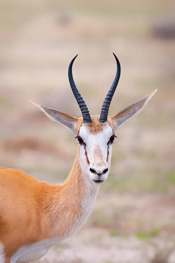 Springbok Photograph by Peter Vruggink
