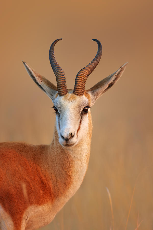 Wild Photograph - Springbok  portrait by Johan Swanepoel