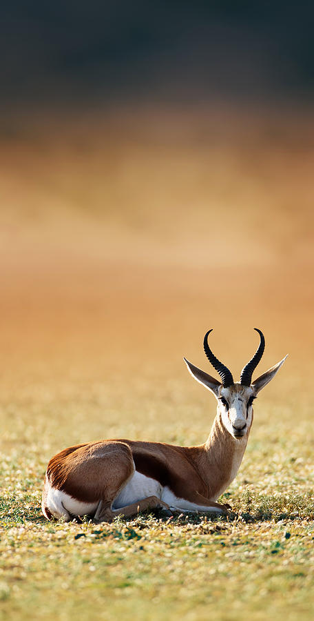 Springbok Resting On Green Desert Grass Photograph