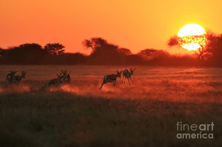 Wildlife Photograph - Springbok Run of Golden Sun by Andries Alberts