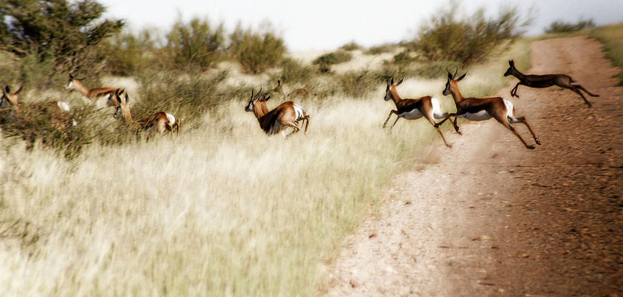 Animal Photograph - Springbok Running by Samantha Anne Hutchinson