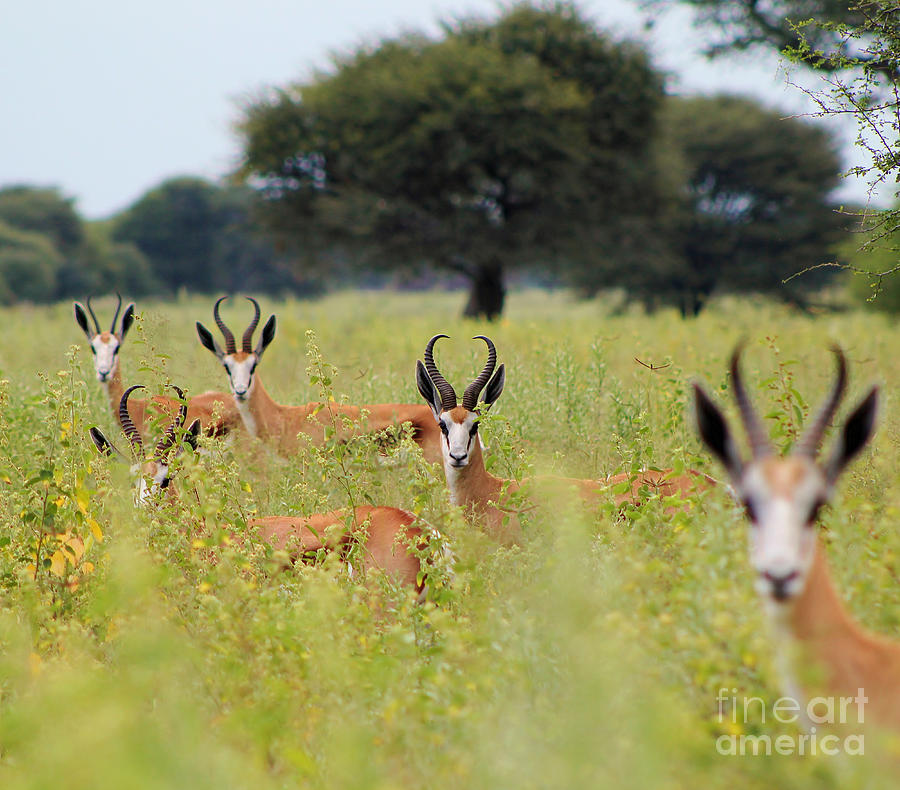 Springbok Stare From Africa Photograph