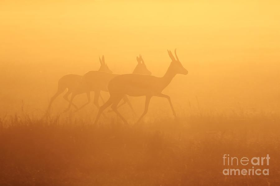 Springbok Trio - Running Into Gold - African Wildlife Photograph