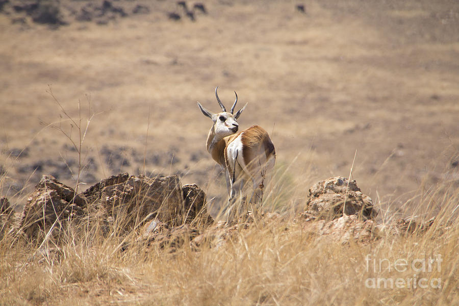 Springbok V3 Photograph by Douglas Barnard