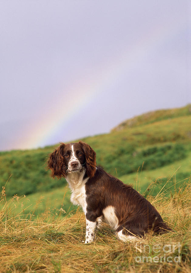 Springer Spaniel Dog Photograph by James Marchington