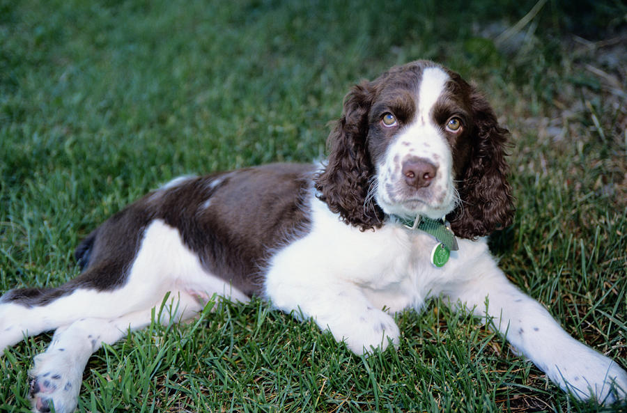 Springer Spaniel Photograph by Karl Weatherly