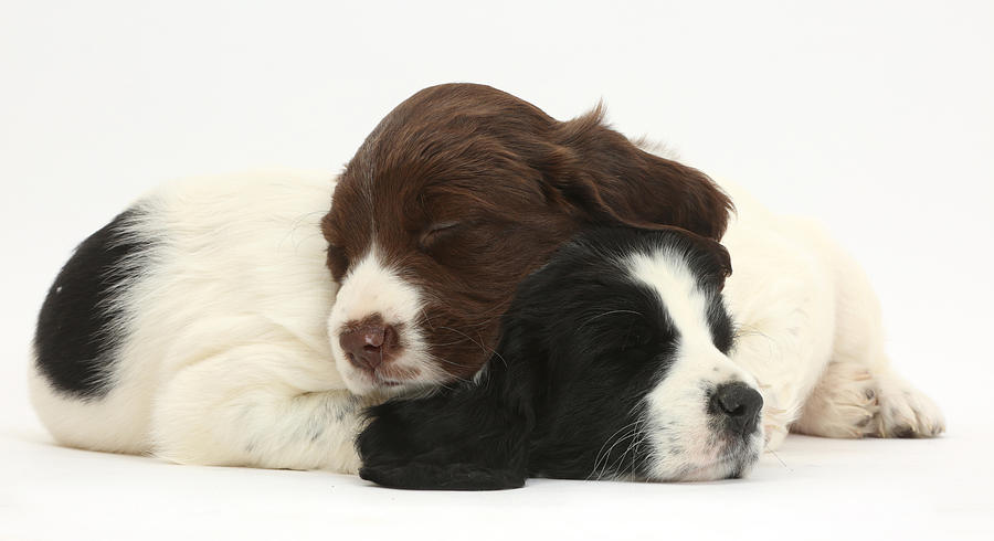 Springer Spaniel Puppies Sleeping Photograph by Mark Taylor