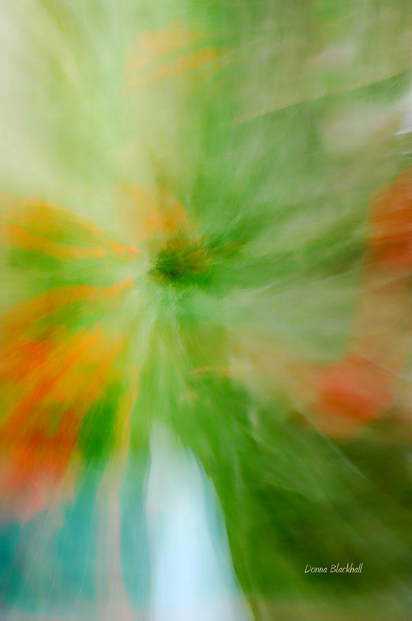Abstract Photograph - Springing Into Life by Donna Blackhall