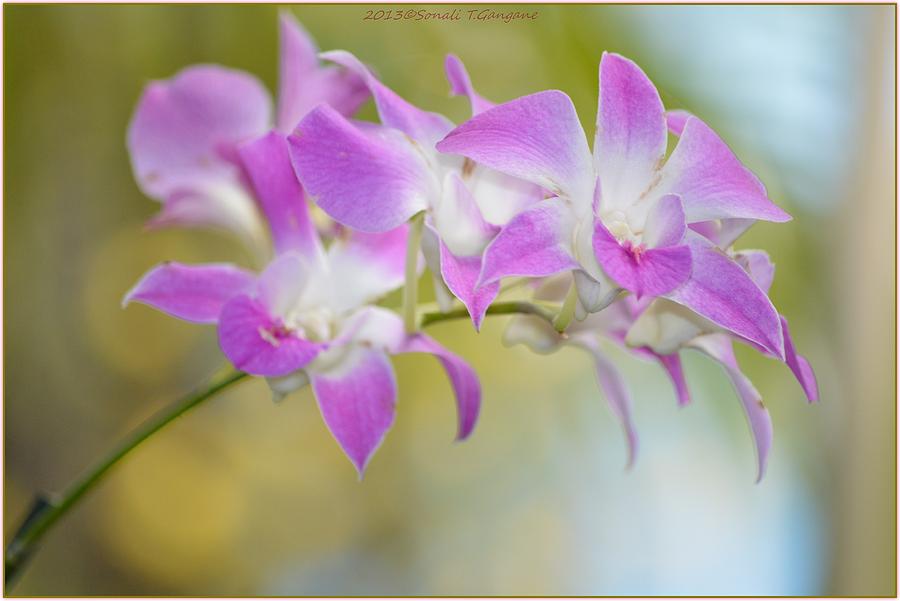 Springing Purple Photograph by Sonali Gangane