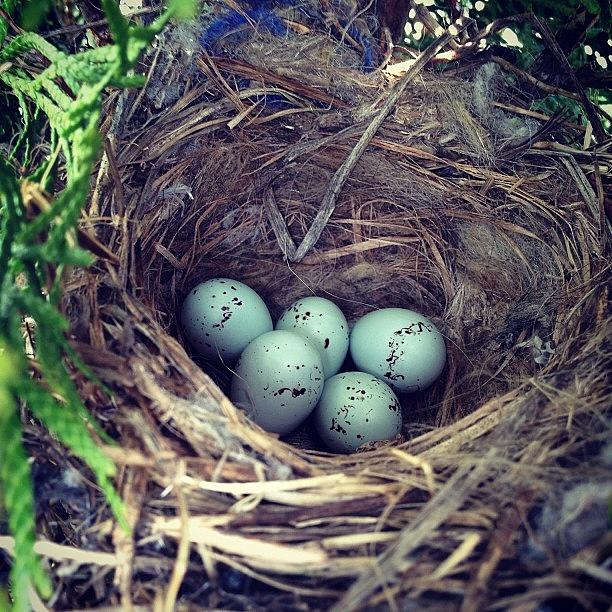 Nature Photograph - Spring.
#birds #eggs #nest #spring by Eric Shanteau