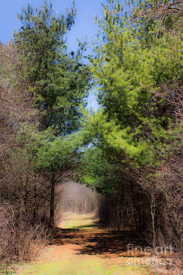 Springs Early Breath Photograph By Barbara Mcmahon Fine Art America